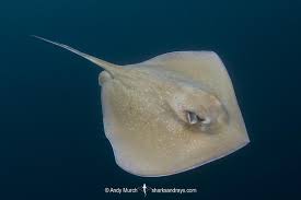 Image result for Hypanus americanus