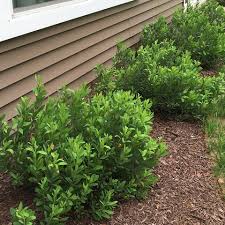 Attēlu rezultāti vaicājumam “Myrica gale”