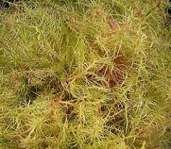 Attēlu rezultāti vaicājumam “Diplolepis rosae”