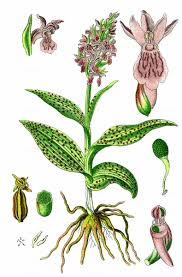 Attēlu rezultāti vaicājumam “Dactylorhiza majalis subsp. baltica flower”