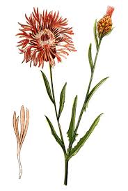 Attēlu rezultāti vaicājumam “Centaurea jacea flower”