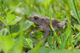 Attēlu rezultāti vaicājumam “Bufo bufo juvenile”