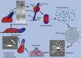 Attēlu rezultāti vaicājumam “Didymium spongiosum var. dictyospora spores”