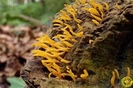 Attēlu rezultāti vaicājumam “Calocera cornea”