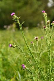 Attēlu rezultāti vaicājumam “Carduus crispus”