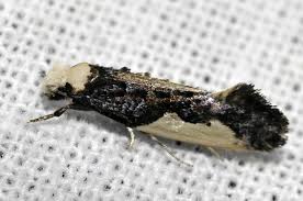 Attēlu rezultāti vaicājumam “Monopis monachella”