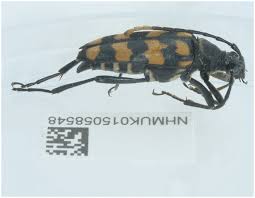 Attēlu rezultāti vaicājumam “Leptura quadrifasciata”