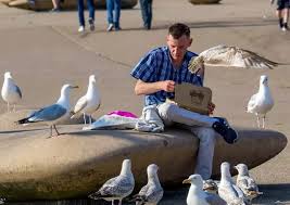 Image result for Wigan Seagulls