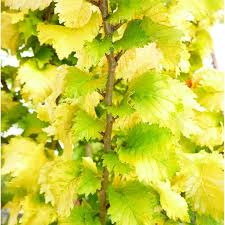 Attēlu rezultāti vaicājumam “Ulmus x hollandica”