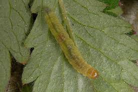 Attēlu rezultāti vaicājumam “Acleris aspersana”