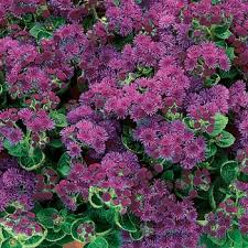 Image result for Ageratum houstonianum