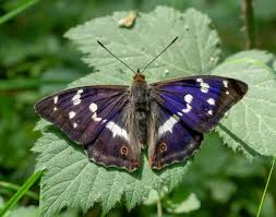 Attēlu rezultāti vaicājumam “Apatura iris male”