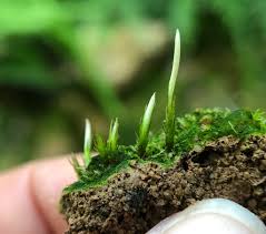 Attēlu rezultāti vaicājumam “Pogonatum dentatum macro”