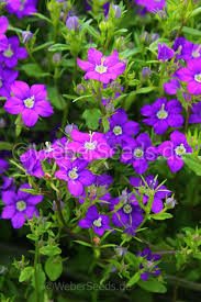 Image result for Legousia speculum-veneris