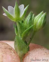 Attēlu rezultāti vaicājumam “Arenaria serpyllifolia leaf”