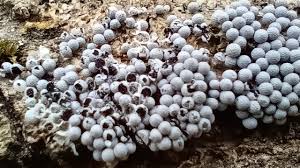 Attēlu rezultāti vaicājumam “Badhamia lilacina sessile”