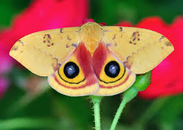 Attēlu rezultāti vaicājumam “Saturniidae”