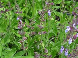 Image result for Salvia officinalis