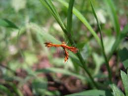 Attēlu rezultāti vaicājumam “Cnaemidophorus rhododactyla”