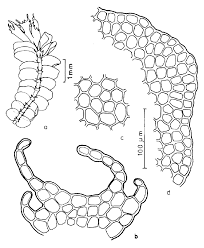 Attēlu rezultāti vaicājumam “Lophocolea”