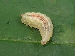 Attēlu rezultāti vaicājumam “Syrphus sp. larva”