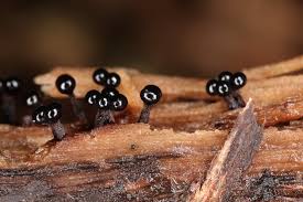 Attēlu rezultāti vaicājumam “Metatrichia floriformis macro”