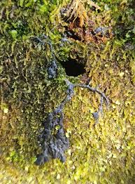 Attēlu rezultāti vaicājumam “Siphoptychium violaceum plasmodium”