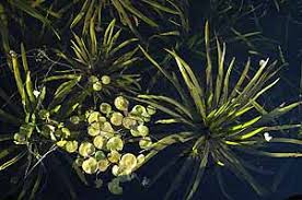 Attēlu rezultāti vaicājumam “Stratiotes aloides”