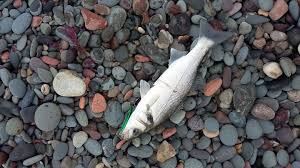 Image result for Carrick Angling Club