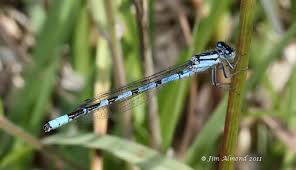 Attēlu rezultāti vaicājumam “Enallagma cyathigerum male”