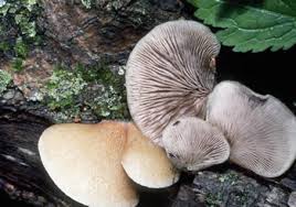 Attēlu rezultāti vaicājumam “Crepidotus applanatus”