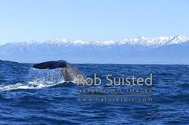 Image result for Physeter macrocephalus