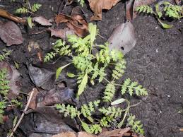 Attēlu rezultāti vaicājumam “Phacelia tanacetifolia leaf”