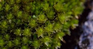 Attēlu rezultāti vaicājumam “Bryum pseudotriquetrum”