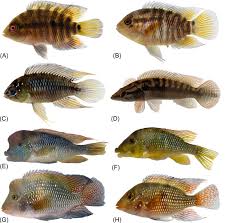 Image result for Chrysoblephus cristiceps