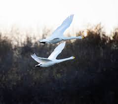 Image result for South Yorkshire Swans