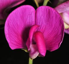Attēlu rezultāti vaicājumam “Lathyrus latifolius flower”