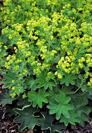 Attēlu rezultāti vaicājumam “Alchemilla subcrenata”