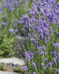 Image result for Lavendel