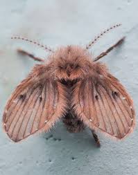 Attēlu rezultāti vaicājumam “Psychodidae”