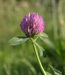 Attēlu rezultāti vaicājumam “Trifolium pratense flower”