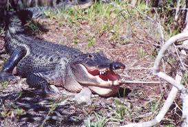 Image result for Alligator mississippiensis