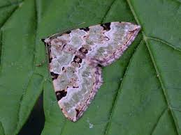 Attēlu rezultāti vaicājumam “Colostygia pectinataria”