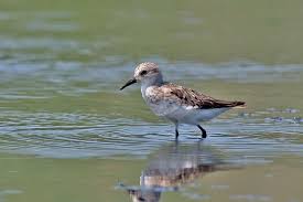 Image result for Calidris pusilla