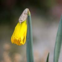 Attēlu rezultāti vaicājumam “Narcissus bud”