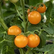 Afbeeldingsresultaat voor oranje van goeienbier tomato