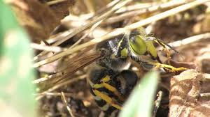 Attēlu rezultāti vaicājumam “Bembix rostrata”