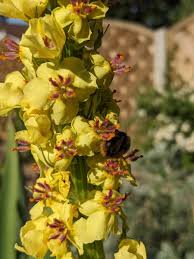 Image result for Verbascum nigrum