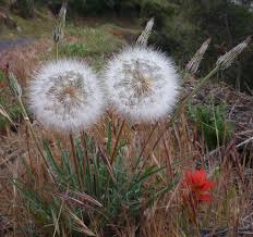 Image result for Agoseris major