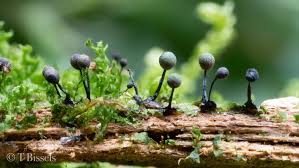 Attēlu rezultāti vaicājumam “Lamproderma columbinum stalked”